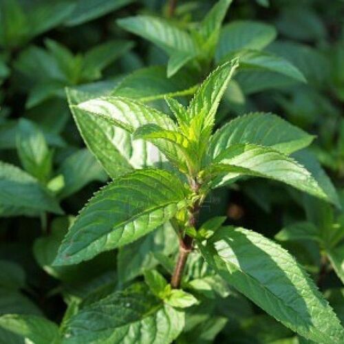 Мята перечная Мультимента/Mentha piperita Multimentha Р1