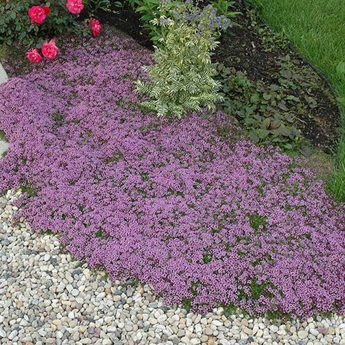 Тимьян ранний Крипинг Рэд/Thymus praecox Creeping Red Р1,5