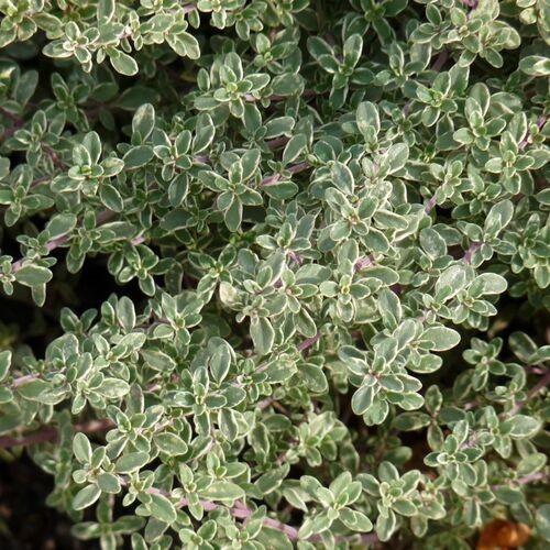 Тимьян лимоннопахнущий Сильвер Квин/Thymus citriodorus Silver Queen Р1,5