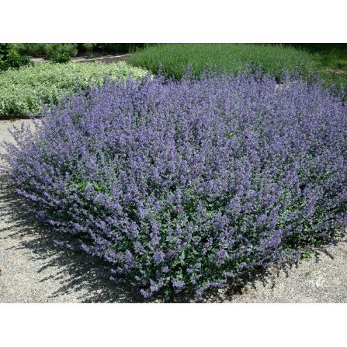 Котовник фассена Кит Кэт/Nepeta faassenii Kit Cat Р1,5