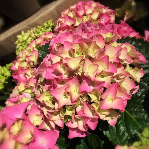Гортензия крупнолистная Амстердам/Hydrangea macrophylla Amsterdam 30-40 С3