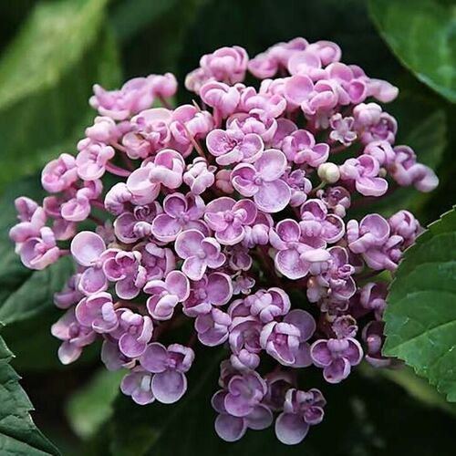 Гортензия крупнолистная Аиша/Hydrangea macrophylla Ayesha 15-20 С3