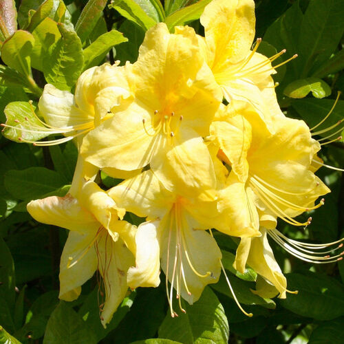Рододендрон листопадный Аннеке/Rhododendron luteum Anneke 25-30 С3