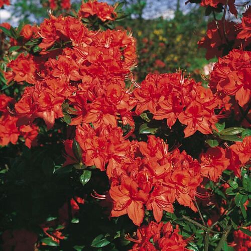Рододендрон листопадный Фанал/Rhododendron luteum Fanal 25-30 С3