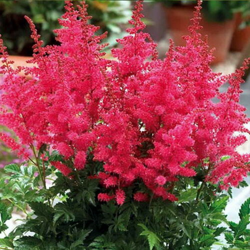 Астильба гибридная Юник Кармин/Astilbe Hybrid Younique Carmine Р1,5