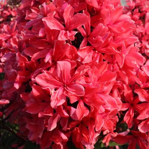 Флокс метельчатый Клеопатра/Phlox paniculata Cleopatra Р1,5
