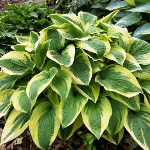 Хоста гибридная Альватин Тайлор/Hosta hybrid Alvatine Taylor Р2