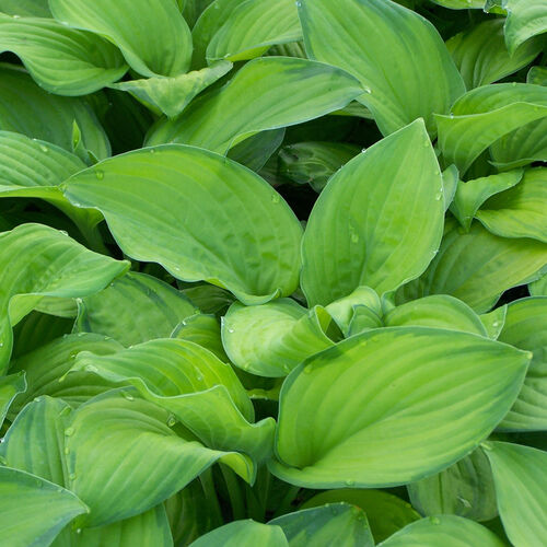 Хоста гибридная Гуакамоле/Hosta hybrid Guacamole Р1,5