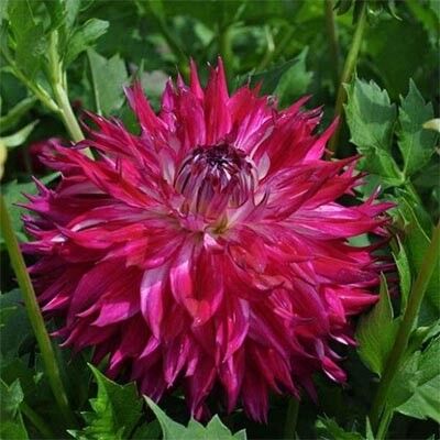 Георгина Фэнтези Дю Кап/Dahlia Fantaste du Cape С3