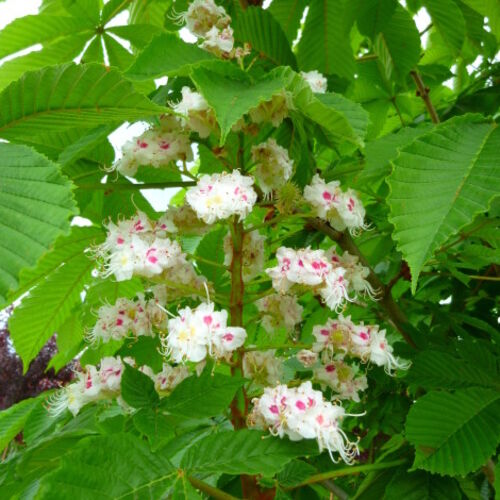 Каштан конский обыкновенный Пирамидалис/Aesculus hippocastanum Pyramidalis 350-400 С50