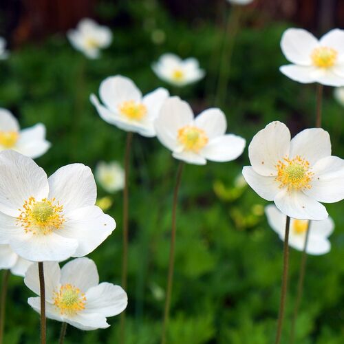 Анемона (ветреница) дубравная/Anemone nemorosa Р1,5