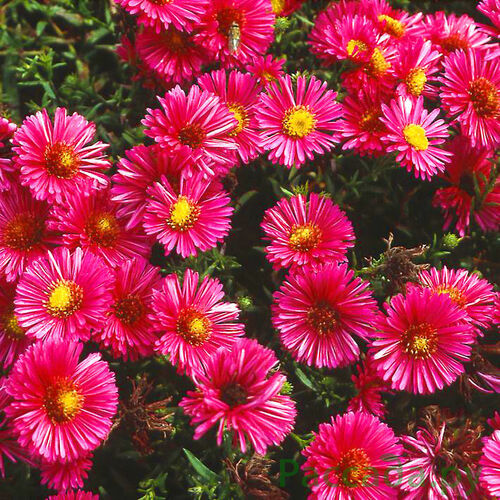 Астра кустарниковая Дженни/Aster dumosus Jenny Р1,5