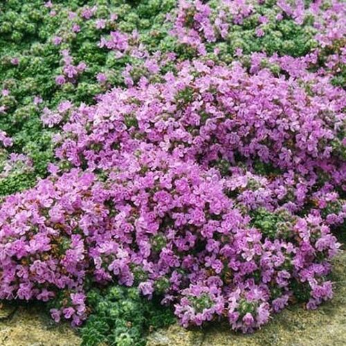 Тимьян ранний Халлс Вар.Роза/Thymus praecox Halls Var.Rosa Р9