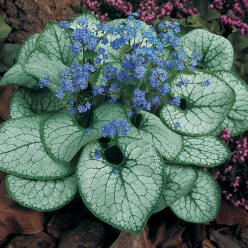 Бруннера крупнолистная Джек Фрост/Brunnera macrophylla Jack Frost Р1,5