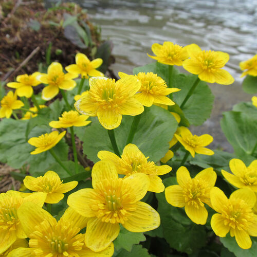 Калужница болотная/Caltha palustris Р1,5