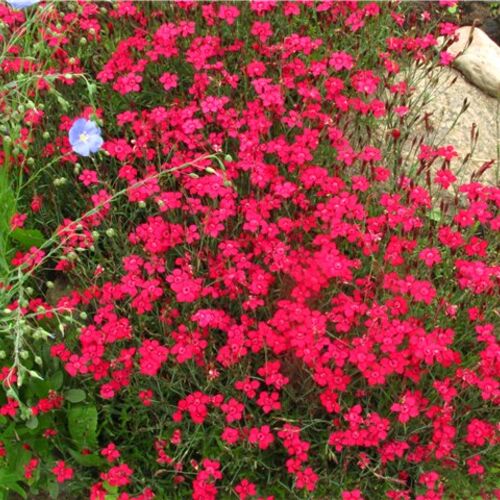 Гвоздика травянка Спленденс/Dianthus deltoids Splendens Р1,5
