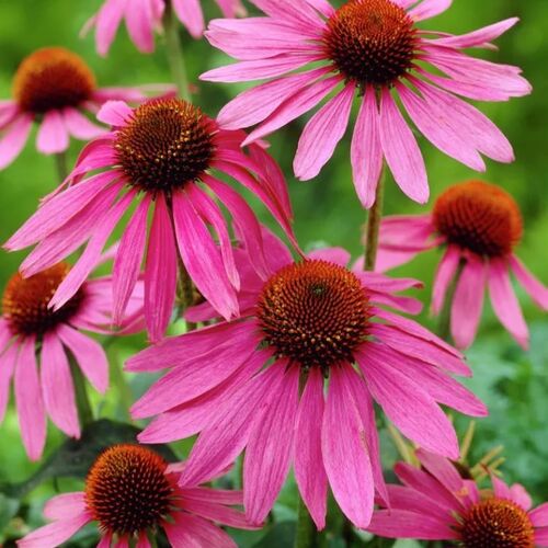 Эхинацея пурпурная Магнус/Echinacea purpurea Magnus Р1,5
