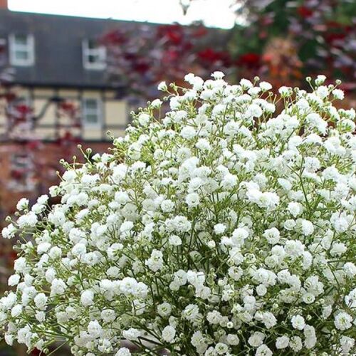 Гипсофила метельчатая/Gypsophila paniculata Р1,5