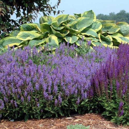 Шалфей (сальвия) дубравный Блаухугель/Salvia nemorosa Blauhugel Р1,5