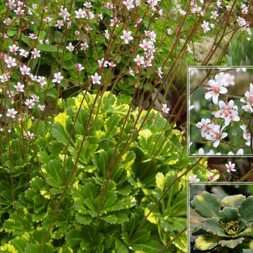 Камнеломка теневая Вариегата/Saxifraga urbium Variegata Р1,5