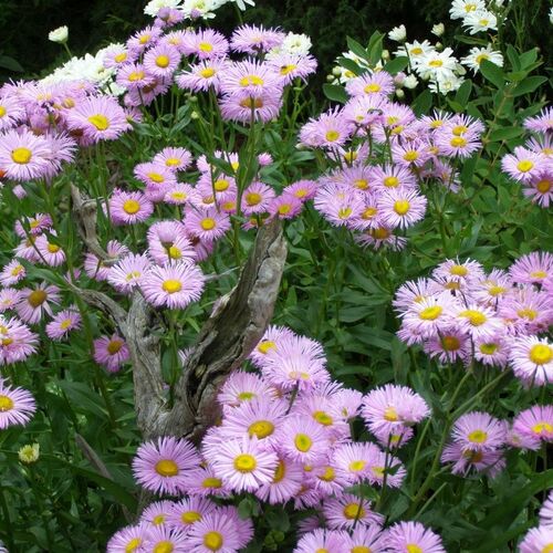 Мелколепестник гибридный/Erigeron hybridus С3