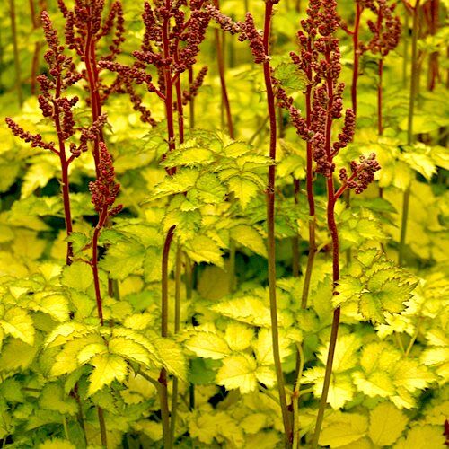 Астильба китайская Колор Флэш Лайм/Astilbe chinensis Color Flash Lime Р1,5
