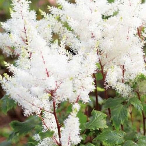 Астильба Арендса Рок энд Ролл/Astilbe arendsii Rock and Roll Р1,5