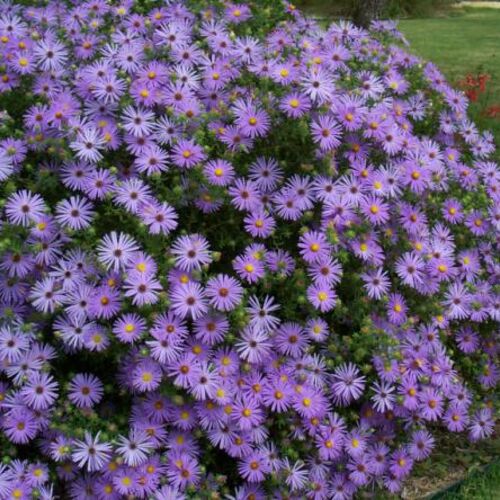 Астра кустарниковая Леди ин Блю/Aster dumosus Lady in Blue Р1,5