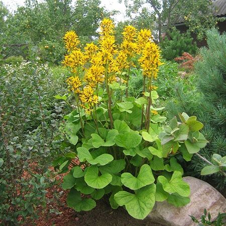 Бузульник хессей Грегиног Голд/Ligularia hessei Gregynog Gold Р2