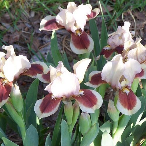 Ирис карликовый Ред Харт/Iris pumila Red Heart  Р1,5