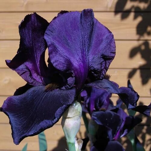 Ирис бородатый (германский) Блэк Найт/Iris germanica Black Knight Р1,5