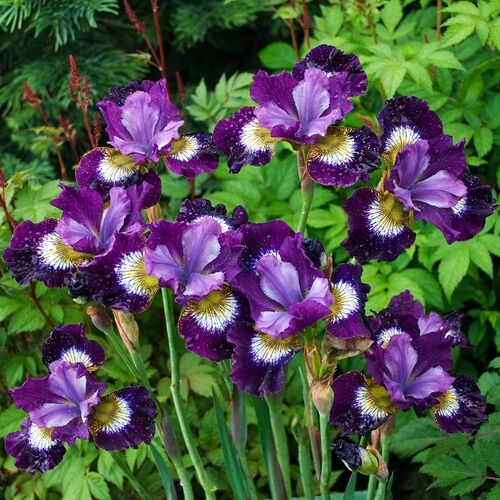 Ирис сибирский Контраст ин Стайлз/Iris sibirica Contrast in Styles Р1,5