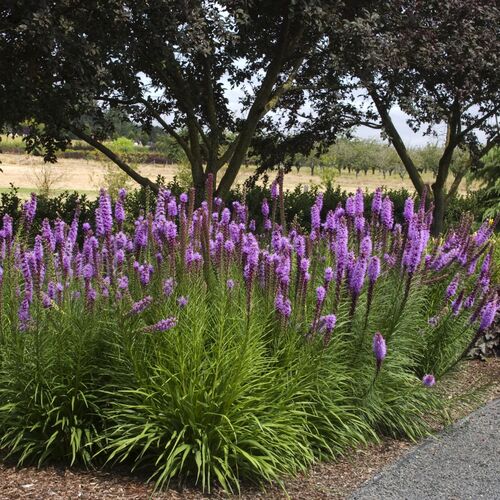 Лиатрис колосковый Спиката/Liatris spicata Spicata Р2