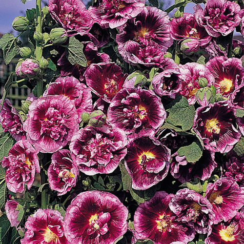 Мальва розовая Крем де Кассис/Alcea rosea Creme de Cassis Р2