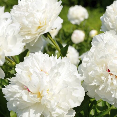 Пион махровый Белый/Paeonia lactiflora White С3