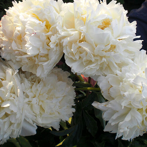 Пион молочноцветковый Буль Де Неж/Paeonia lactiflora Boule de Neige С3