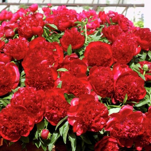 Пион махровый Красный/Paeonia lactiflora Red С3