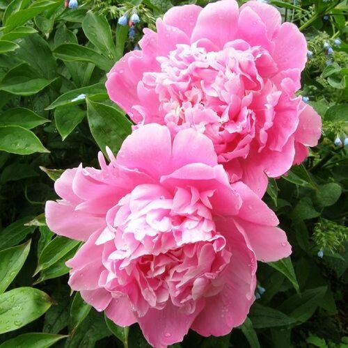 Пион махровый Розовый/Paeonia lactiflora Pink С3