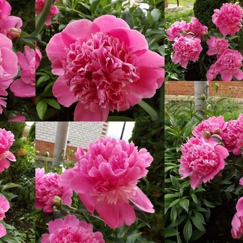 Пион молочноцветковый Эмпайр Стейт/Paeonia lactiflora Empire State С3