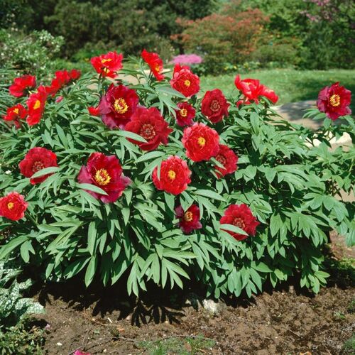 Пион ИТО гибрид Скарлет Хевен/Paeonia itoh-hybrid Scarlet Heaven 