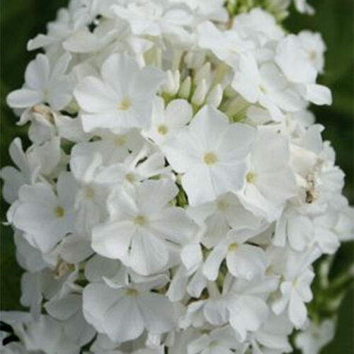Флокс метельчатый Дэвид/Phlox paniculata David С3