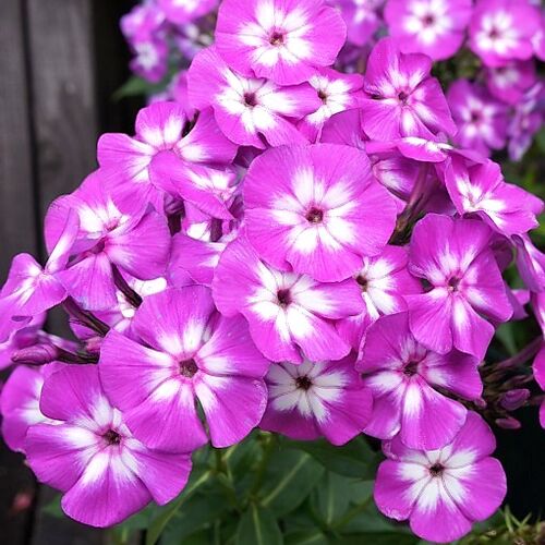Флокс метельчатый Лаура/Phlox paniculata Laura Р2
