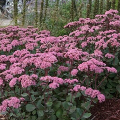 Очиток видный Бриллиант/Sedum spectabile Brilliant Р1,5