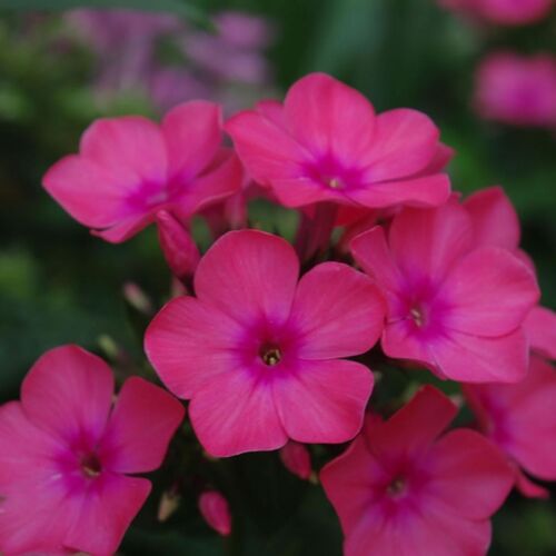 Флокс метельчатый Сесиль Ханбери/Phlox paniculata Cecile Hanbury Р1,5