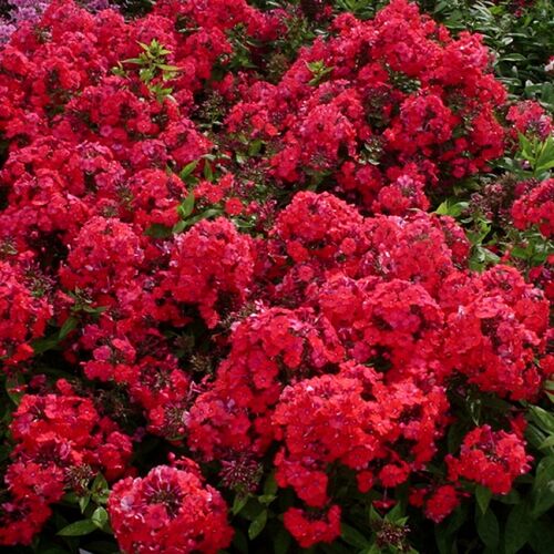 Флокс метельчатый Старфайер/Phlox paniculata Starfire Р1,5