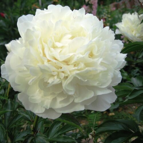Пион молочноцветковый Мари Лемойн/Paeonia lactiflora Marie Lemoine С2