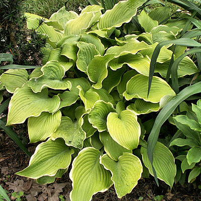 Хоста гибридная Лэйксайд Ча Ча/Hosta hybrid Lakeside Cha Cha Р1,5