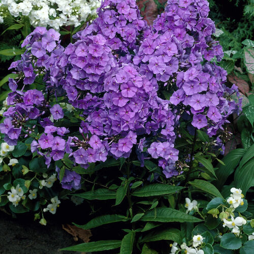 Флокс метельчатый Аметист/Phlox paniculata Amethyst (горшок 2шт.) Р1,5