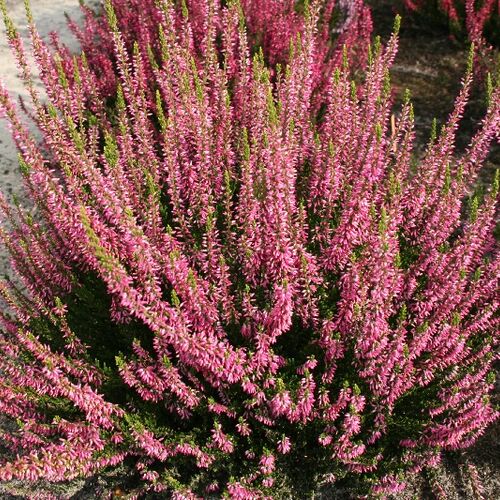 Вереск обыкновенный Аннет/Calluna vulgaris Anette С1