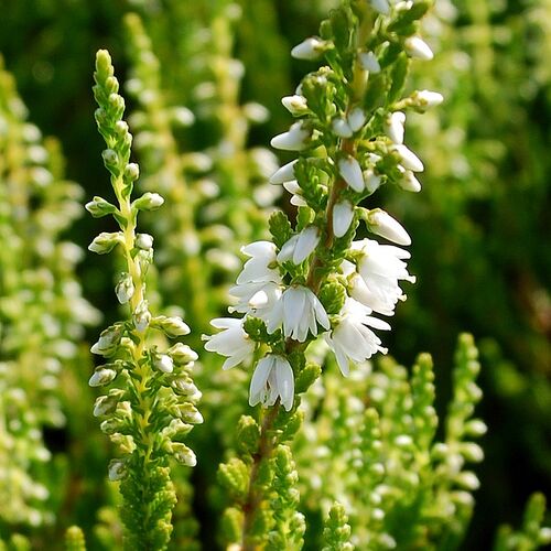 Вереск обыкновенный Элегант Перл/Calluna vulgaris Elegant Pearl С1
